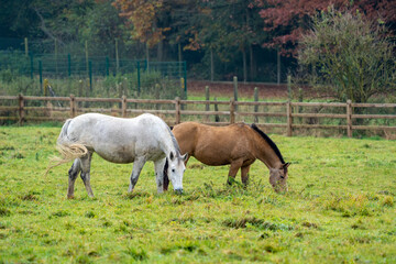 Naklejka na ściany i meble Horses in the meadow at fall, with beautifull fall colours