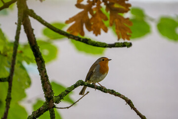 Red robin songbird on a branch in fall with beautifull fall colours, green and orange