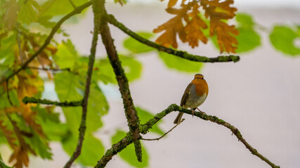 Red robin songbird on a branch in fall with beautifull fall colours, green and orange