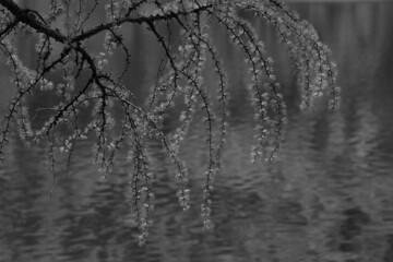 Ast einer Lärche vor Wasser 