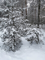 View of the Christmas trees in the snow in the forest. Winter landscape. Snow covered trees. Christmas and New Year.