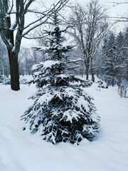 View of the Christmas trees in the snow in the forest. Winter landscape. Snow covered trees. Christmas and New Year.