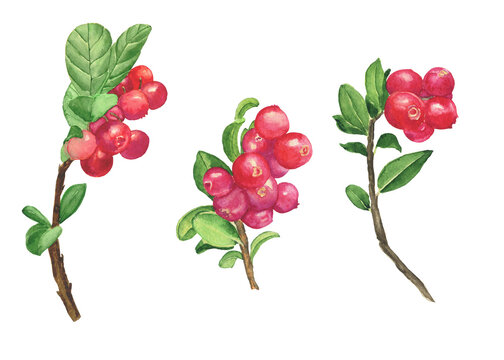 Cowberry three branch elements isolated on white background. Watercolor hand drawing illustration. Perfect for food design, healthy style, menu, print.