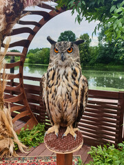 Beautiful tamed owl sits on stand against backdrop of framing green decor, wood, nature. Vertical footage, looking at camera