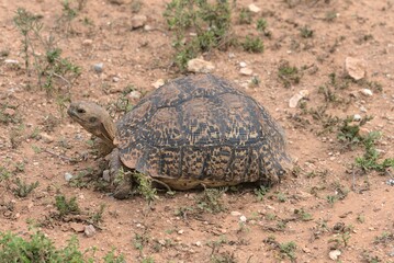 Schildkröte im Addo National Park