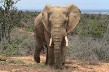 Fototapeta na wymiar Elefanten 