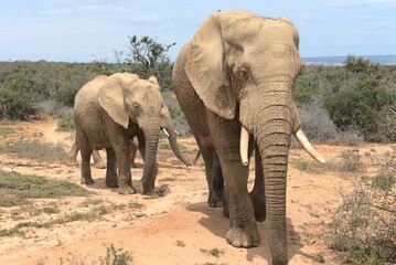 Obraz na płótnie Canvas Elefanten 