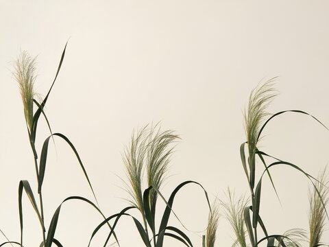 Soft focus of gently wind grass flowers in aesthetic nature of early morning misty sky background. Quiet and calm nature image in minimal mood with copy space.