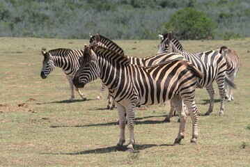 Fototapeta na wymiar Zebra im Addo Nationalpark