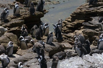 Pinguine Stony Point Südafrika