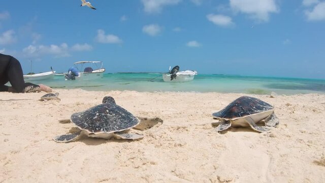 people taken photos to Green sea turtles go to freedom in Caribbean sea