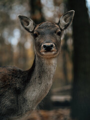 deer in the woods
