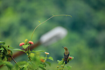 bird on flower at mountain top