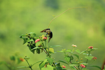 flying bird on flower