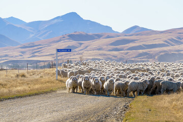 Herding sheep on a road in rural New Zealand