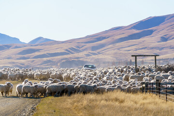Herding sheep in a field in rural New Zealand