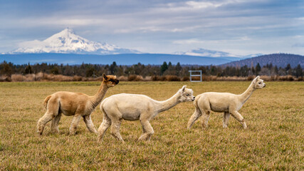 Obraz premium Alpacas in a field on a farm in Oregon