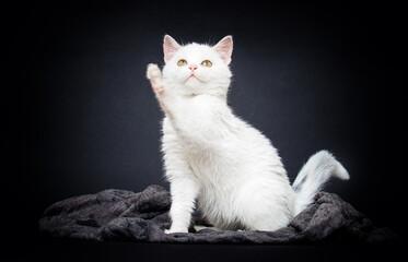 white cat raised its paw up on a gray background.paw