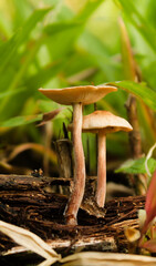 mushrooms in the forest