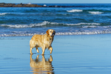 Golden labrador walking on the beach in Dunedin, New Zealand