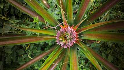 Naklejka na ściany i meble top view of a young pineapple