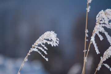 冬のススキの穂に付いた霧氷
