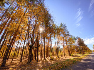 Autumn forest in the morning. Trees in autumn. Autumn in the forest.