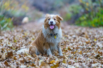 Golden border collie sitting in autumn leaves