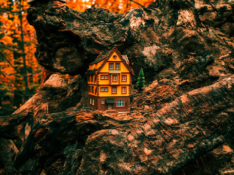 The Lonely House In The Forest