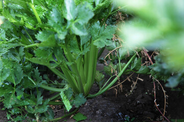 Celery in the garden. The harvest season of vegetables and root crops. Autumn work on the farm. Organic farming.Top view.