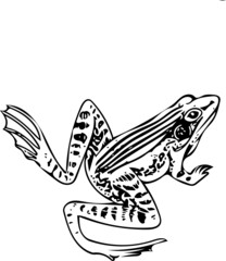 African frog illustration in black and white isolated on white background
