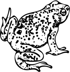 Bufo toad illustration in black and white isolated on white background