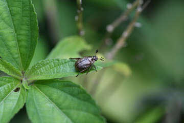 Fototapeta premium 小さな黄金虫