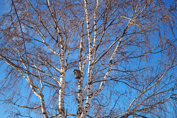 An empty birdhouse on a birch branch on a cold winter day