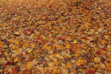 autumn foggy weather in the fall in the park. yellow fallen leaves