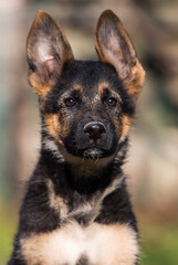 Naklejka na ściany i meble German shepherd puppy dog outdoors
