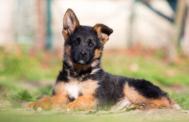 German shepherd puppy dog outdoors