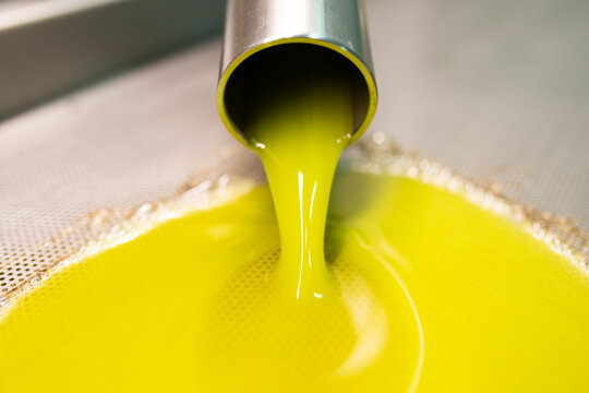 Produzione olio extra vergine di oliva, puglia