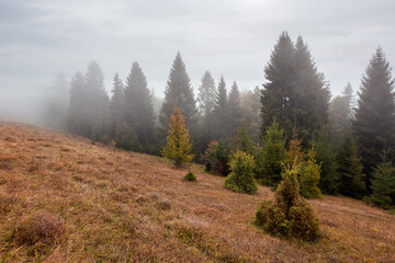 spruce forest on the hill at foggy sunrise. weathered yellow grass on the meadow. mysterious atmosphere in autumn season