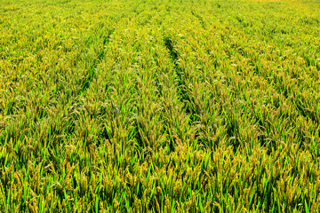During the harvest season in autumn, golden paddy fields and rice grow and mature in the fields