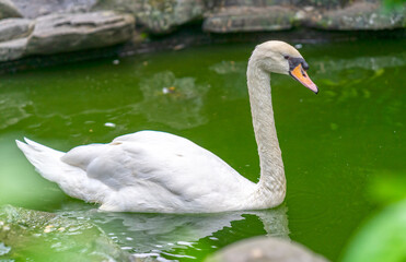 Swan in the wildlife sanctuary. They are a species of bird in the duck family with a length of 125 to 170 cm, the main plumage is pure white with orange spots with black border