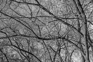 Intertwined tree branches on a cold winter morning