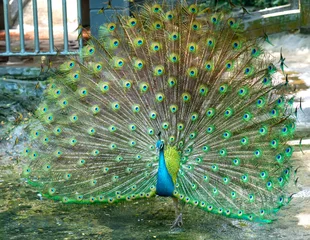 Gordijnen Close up of a elegant Indian male peacock bird displaying his beautiful feather tail in a public park © huythoai