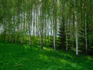 Foto op Plexiglas berkenboomgaard in de zomer groen bos © Martins Vanags