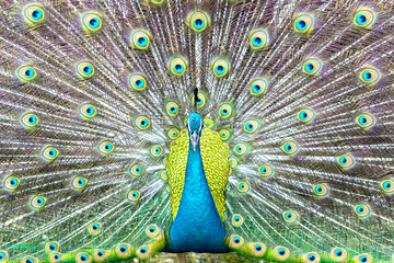 Obraz premium Close up of a elegant Indian male peacock bird displaying his beautiful feather tail in a public park