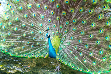 Obraz premium Close up of a elegant Indian male peacock bird displaying his beautiful feather tail in a public park