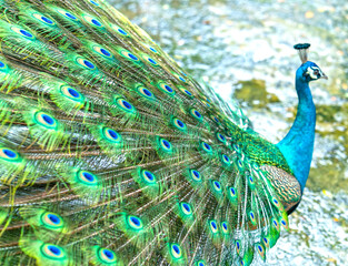 Obraz premium Close up of a elegant Indian male peacock bird displaying his beautiful feather tail in a public park