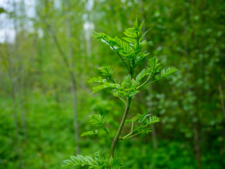 summer green foliage textures in forest nature