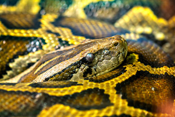 The Burmese python curled up to sleep in the zoo. This is a large snake with an average length of 6 meters living in the jungle, feeding on reptiles and mammals