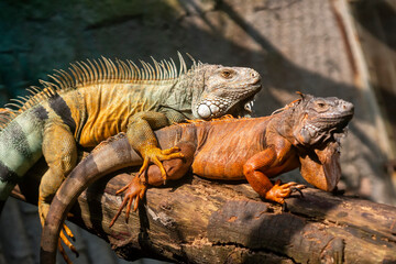 Lizard families together is looking to the future so cute in a public park